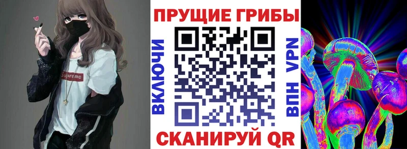 где купить наркоту  Новосибирск  Галлюциногенные грибы Psilocybe 